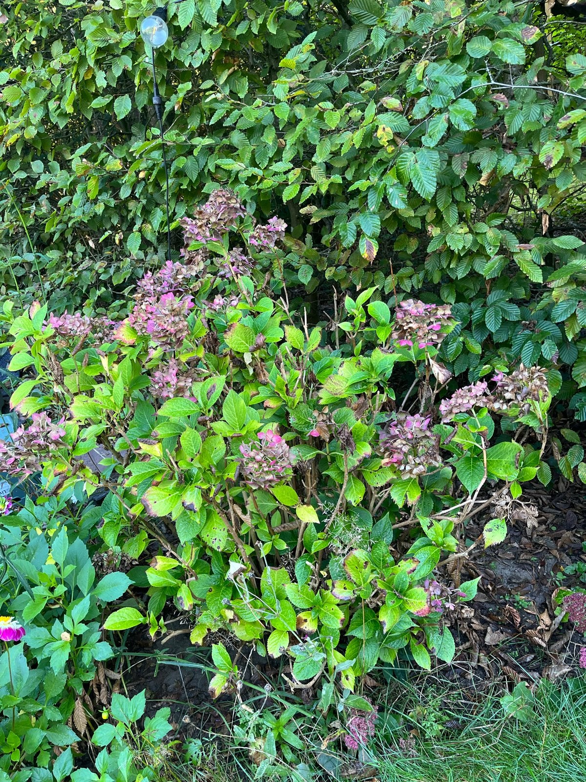 Twee grote hortensia's - 1x1 meter - 25 euro per stuk, Overige soorten, Vaste plant, Ophalen of Verzenden, Halfschaduw