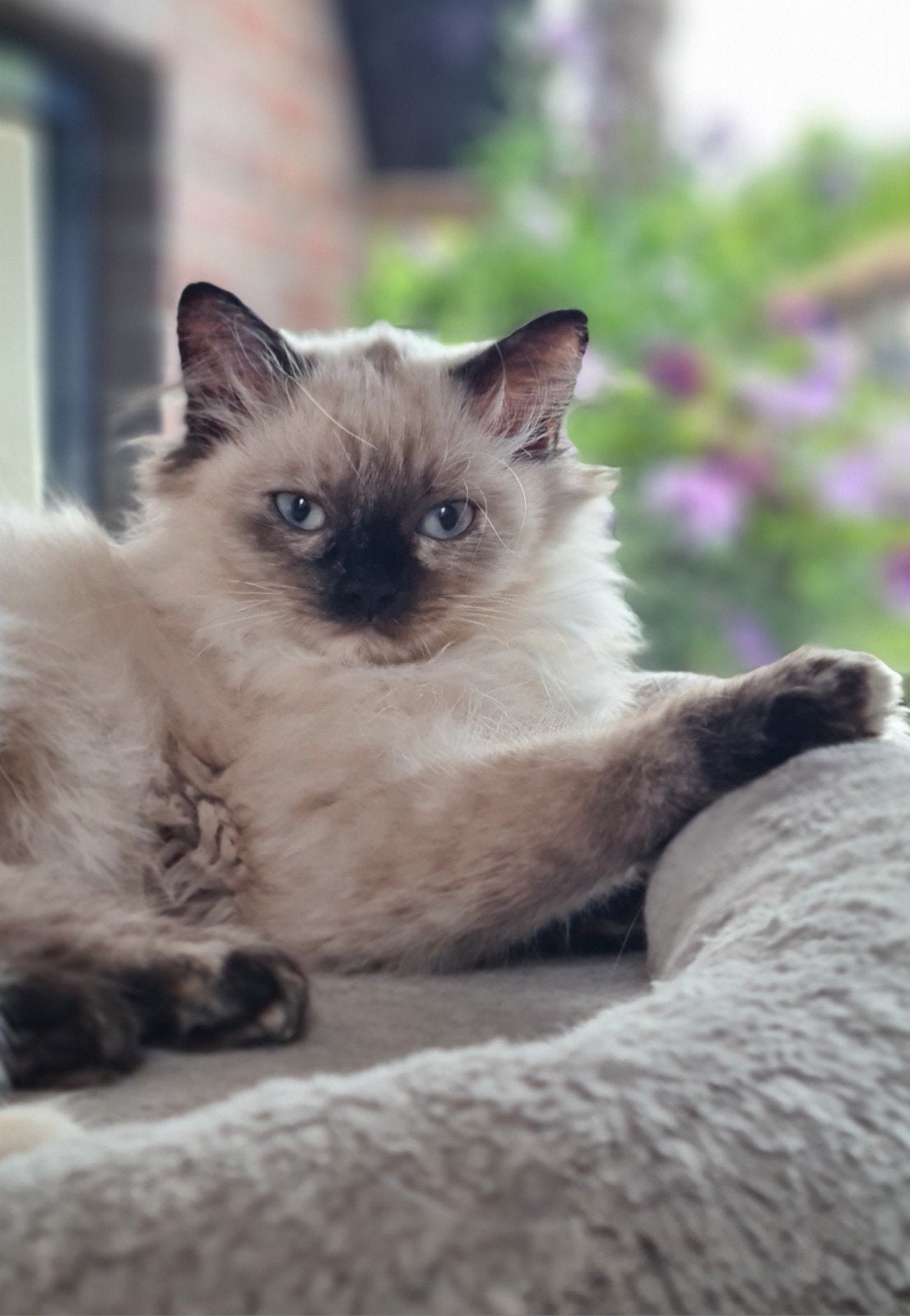 prachtig poesje kruising Pers X Neva Masquerade, Poes, Ontwormd, 0 tot 2 jaar