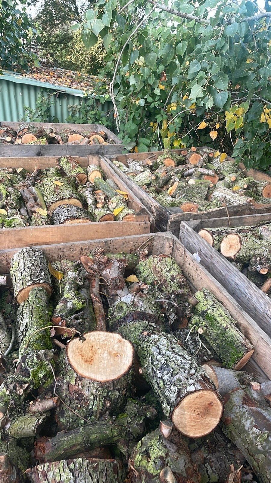 Perenhout🍐 0’7 kuub, 3 tot 6 m³, Ophalen, Overige houtsoorten, Blokken