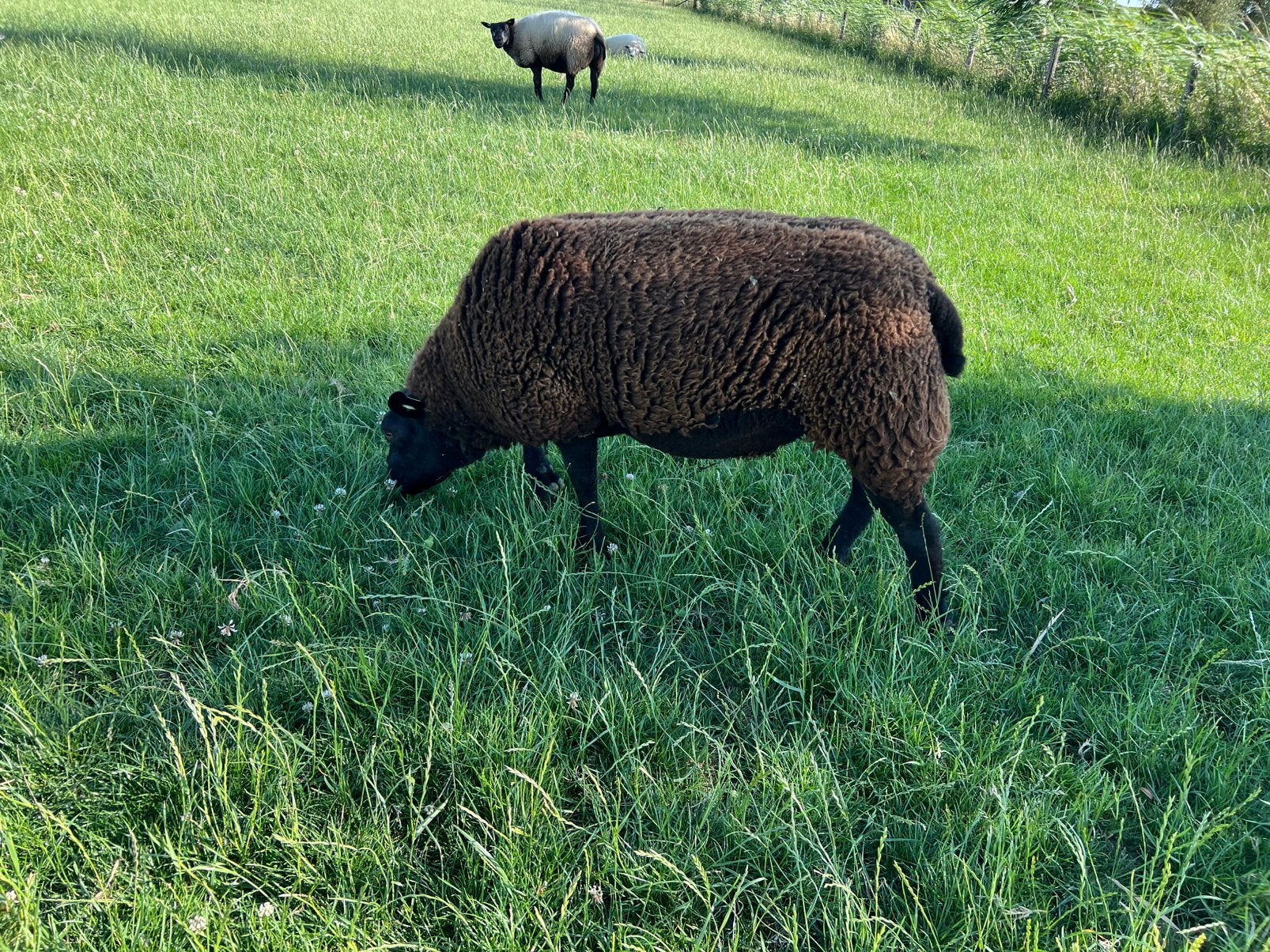 Zwarte texelaar ooi 1,5 jaar oud, Dieren en Toebehoren, Schapen, Geiten en Varkens, Vrouwelijk, Schaap