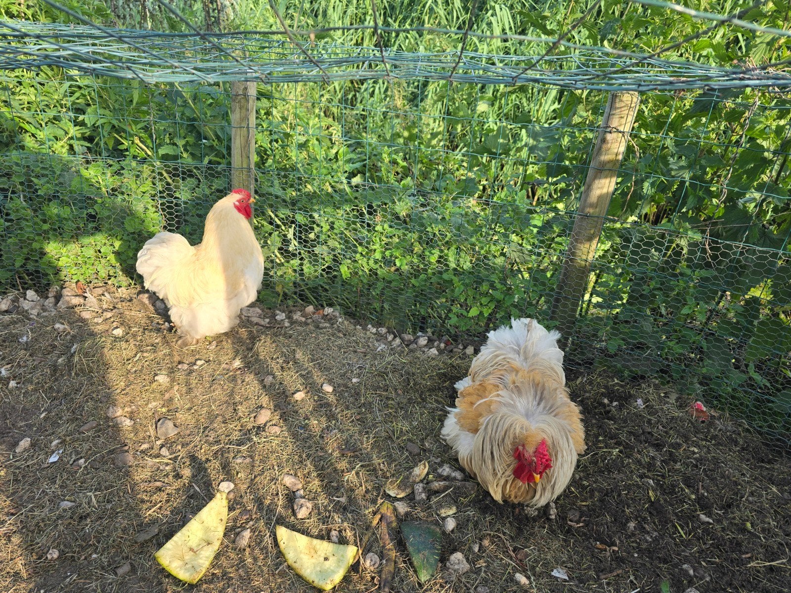Cochin haan, Dieren en Toebehoren, Meerdere dieren, Kip