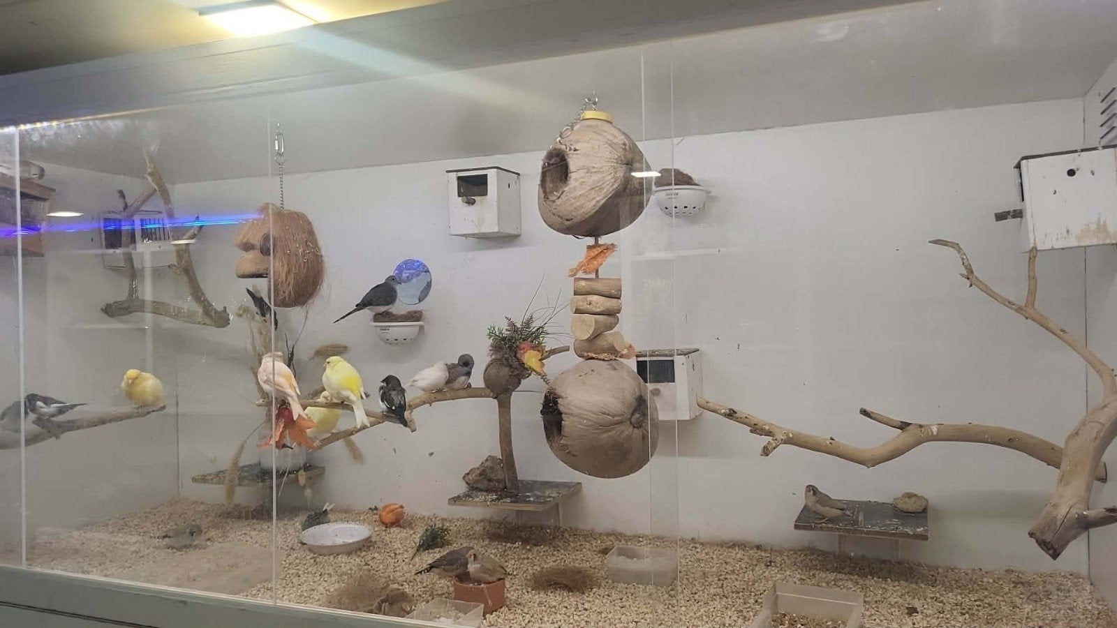 vogel opvang / verkoop / kweek, Meerdere dieren
