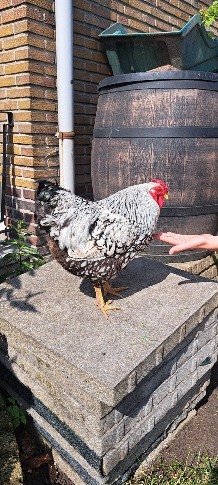 Herman de haan, wyandotte zilver-zwart gezoomd. 1 jaar oud., Mannelijk, Kip