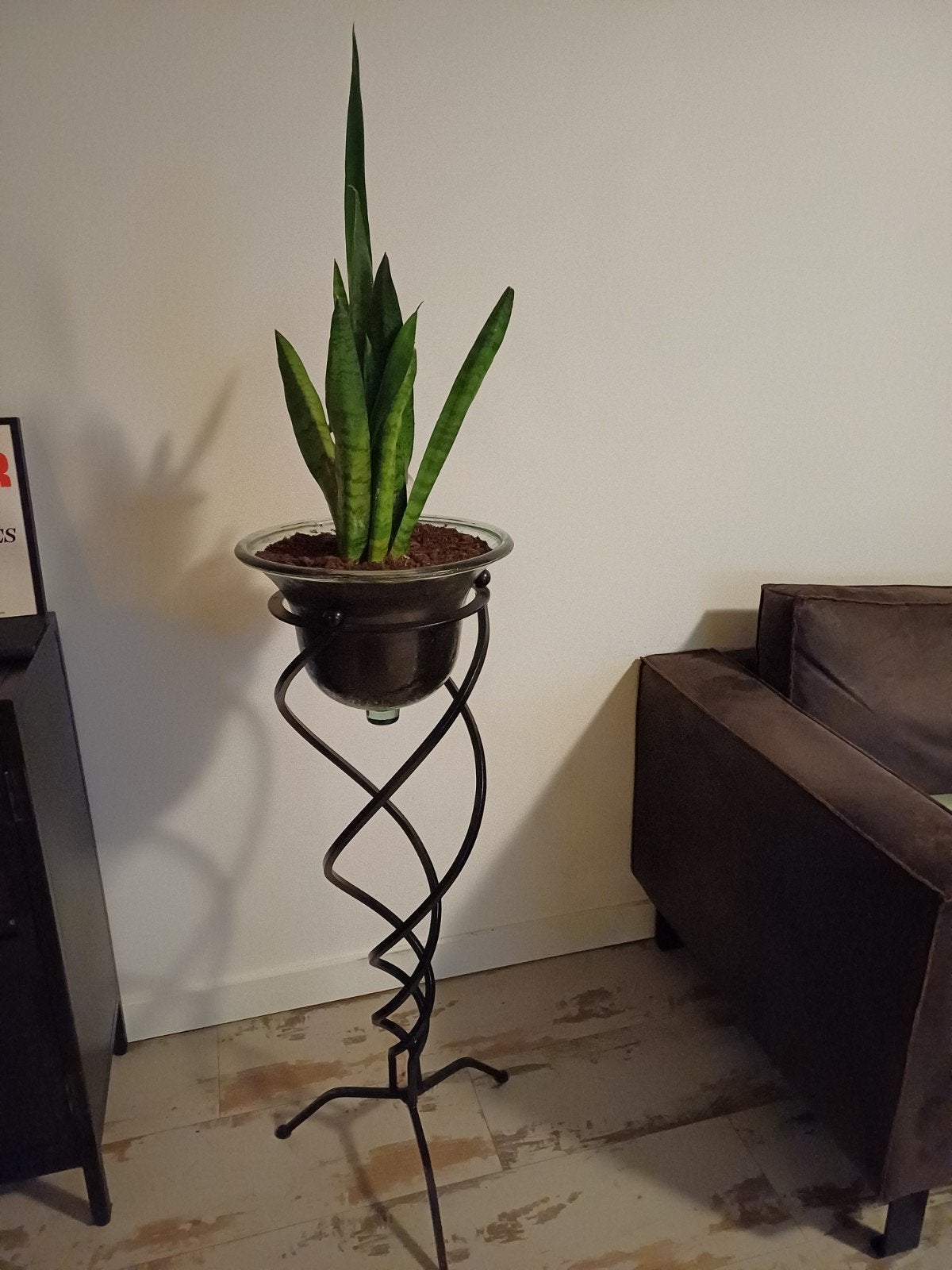 Sansevieria plant in sierlijke metalen plantenstandaard, Ophalen, Halfschaduw
