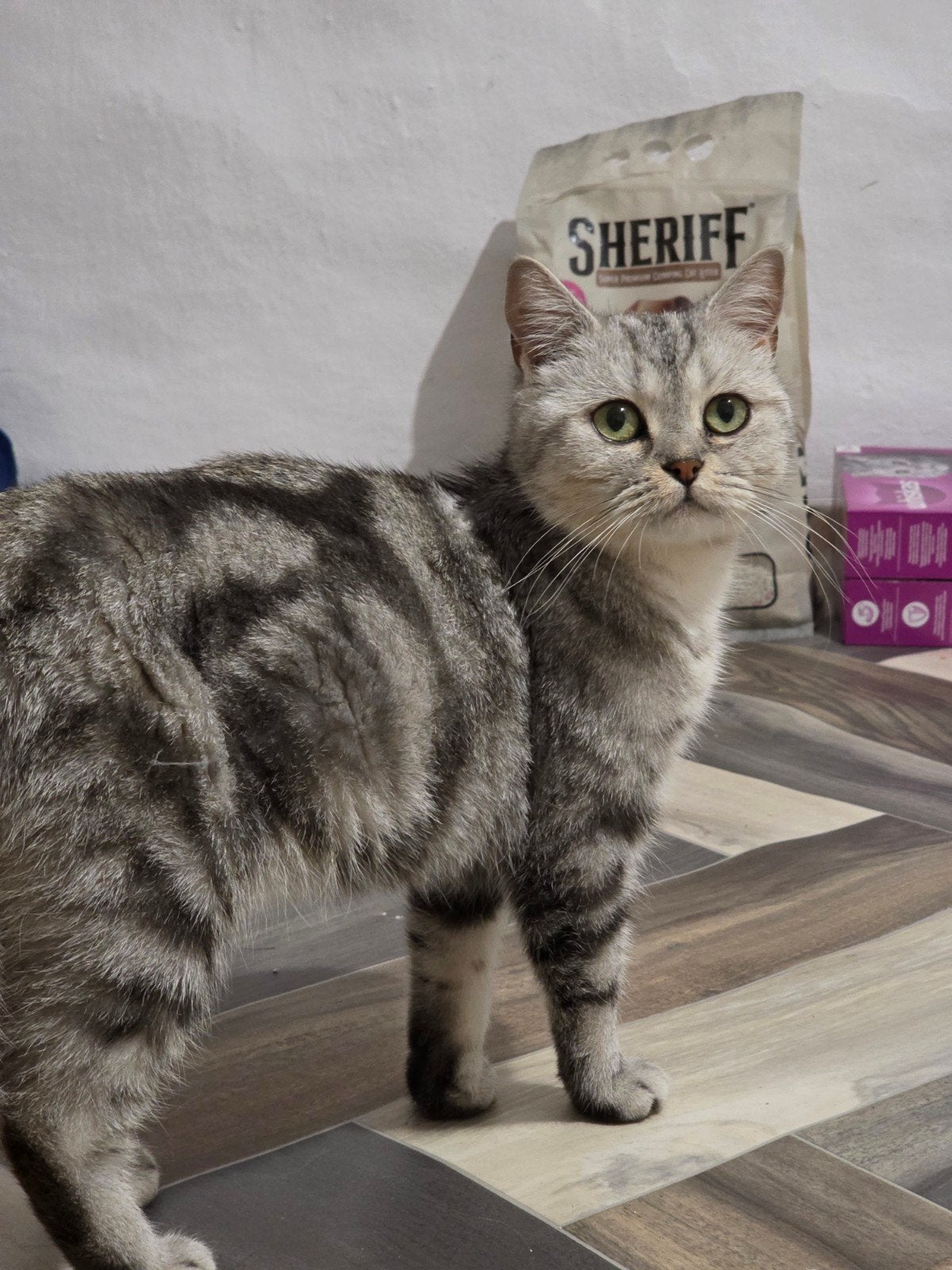 british korthar Black silver tabby, Poes, 0 tot 2 jaar