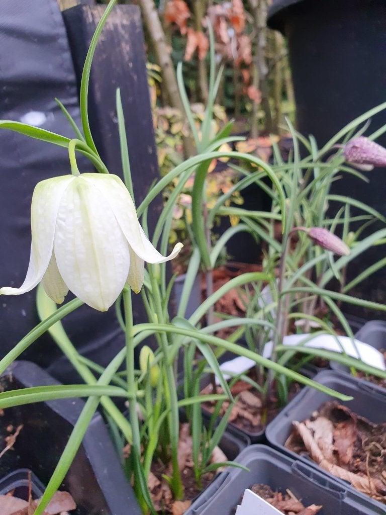 Fritillaria meleagris Kievitsbloem - mix Paars-Wit, Vaste plant, Ophalen of Verzenden, Halfschaduw, Vijverplanten