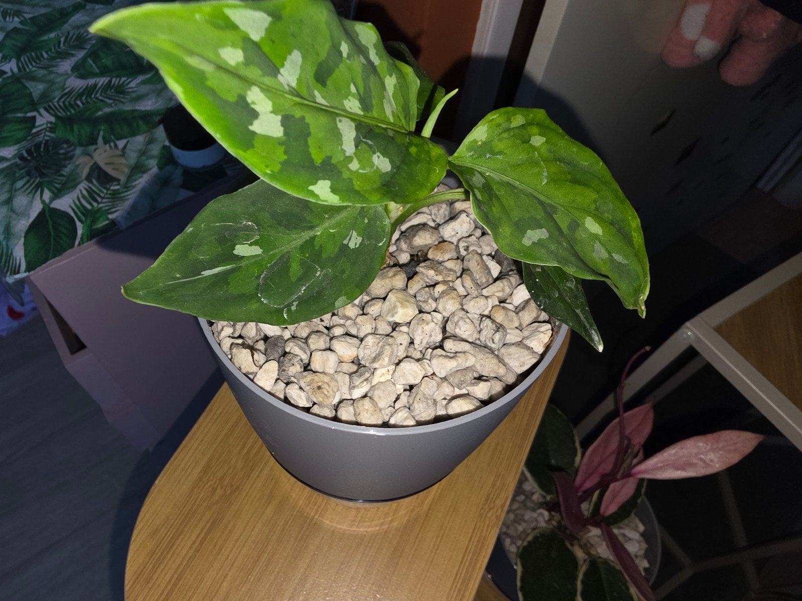 Leuke planten set, Ophalen, Halfschaduw, Minder dan 100 cm