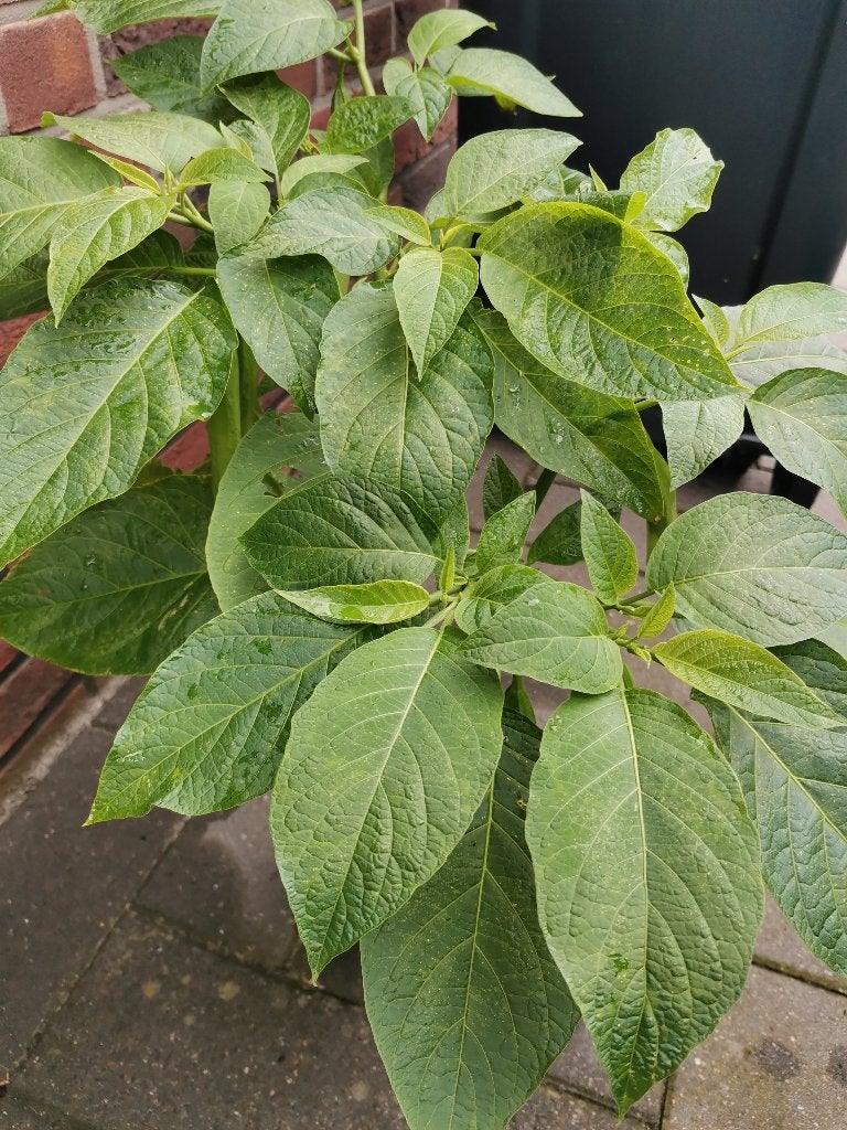 Brugmansia stekken wit, Tuin en Terras, Planten | Tuinplanten, Volle zon, Vaste plant, Zomer, Ophalen