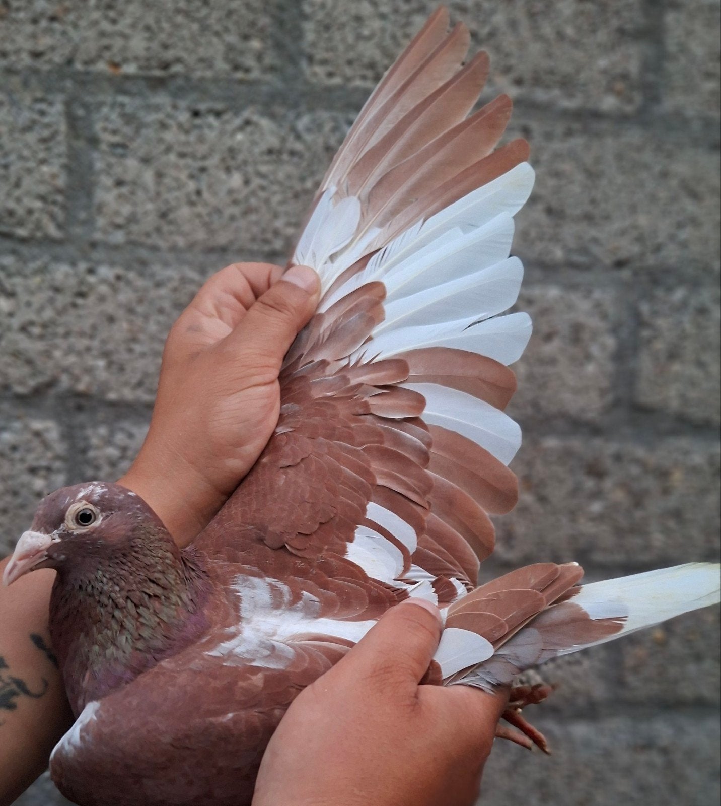 postduif 100% Karel Meulemans., Dieren en Toebehoren, Vogels | Duiven, Postduif, Vrouwelijk