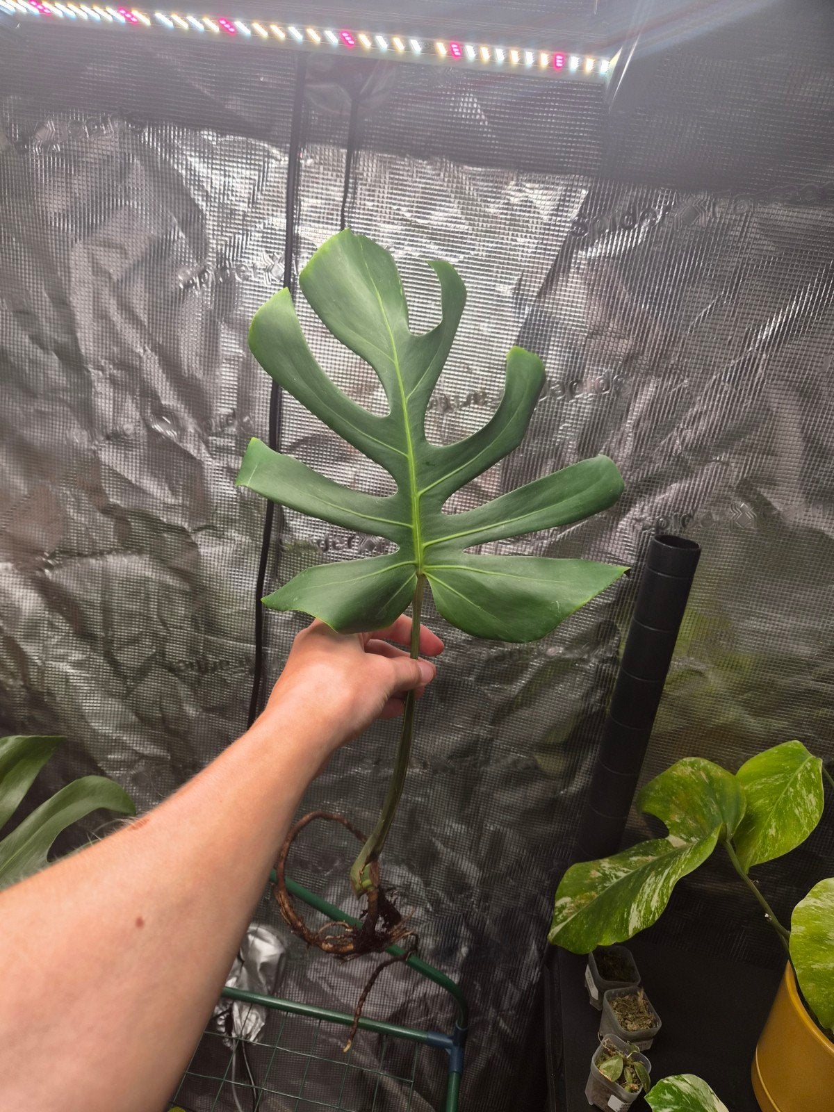 Monstera Light Lime, Overige soorten, In pot, Minder dan 100 cm, Bloeiende kamerplant