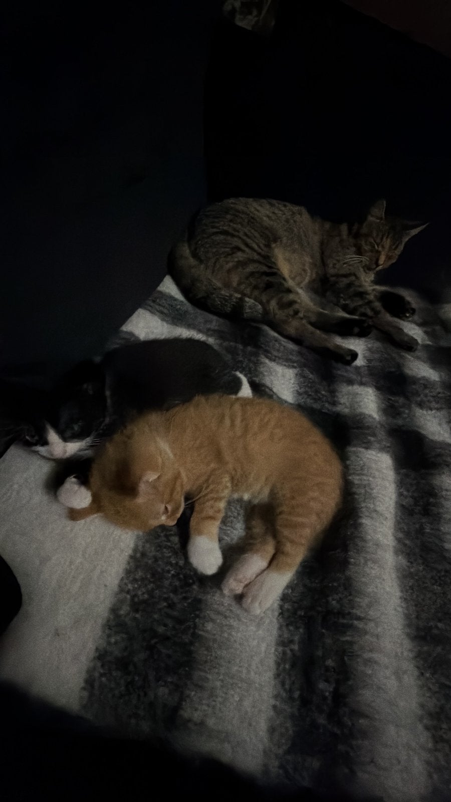 2 kittens, Dieren en Toebehoren