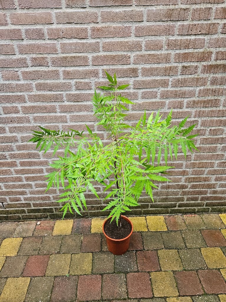 Rhus 'Golden Selection' – Fluweelboom, Tuin en Terras, Ophalen, Overige soorten, Volle zon