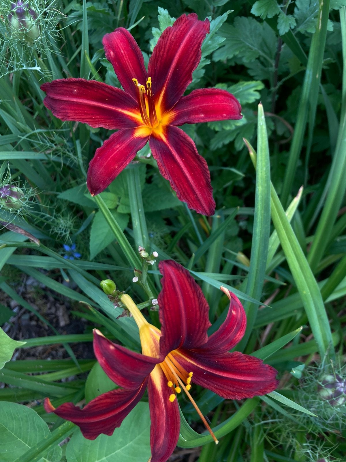 Biologische Hemerocallis direct uit de volle gron, Tuin en Terras, Planten | Tuinplanten, Volle zon, Vaste plant, Zomer, Ophalen