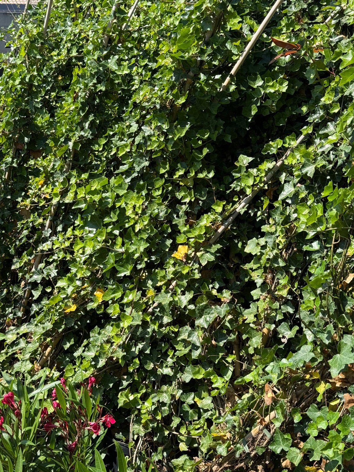 Hedera super grote zware planten 225 + hoog 2 pm bent udicht, Ophalen, Vaste plant, Bloeit niet, Halfschaduw