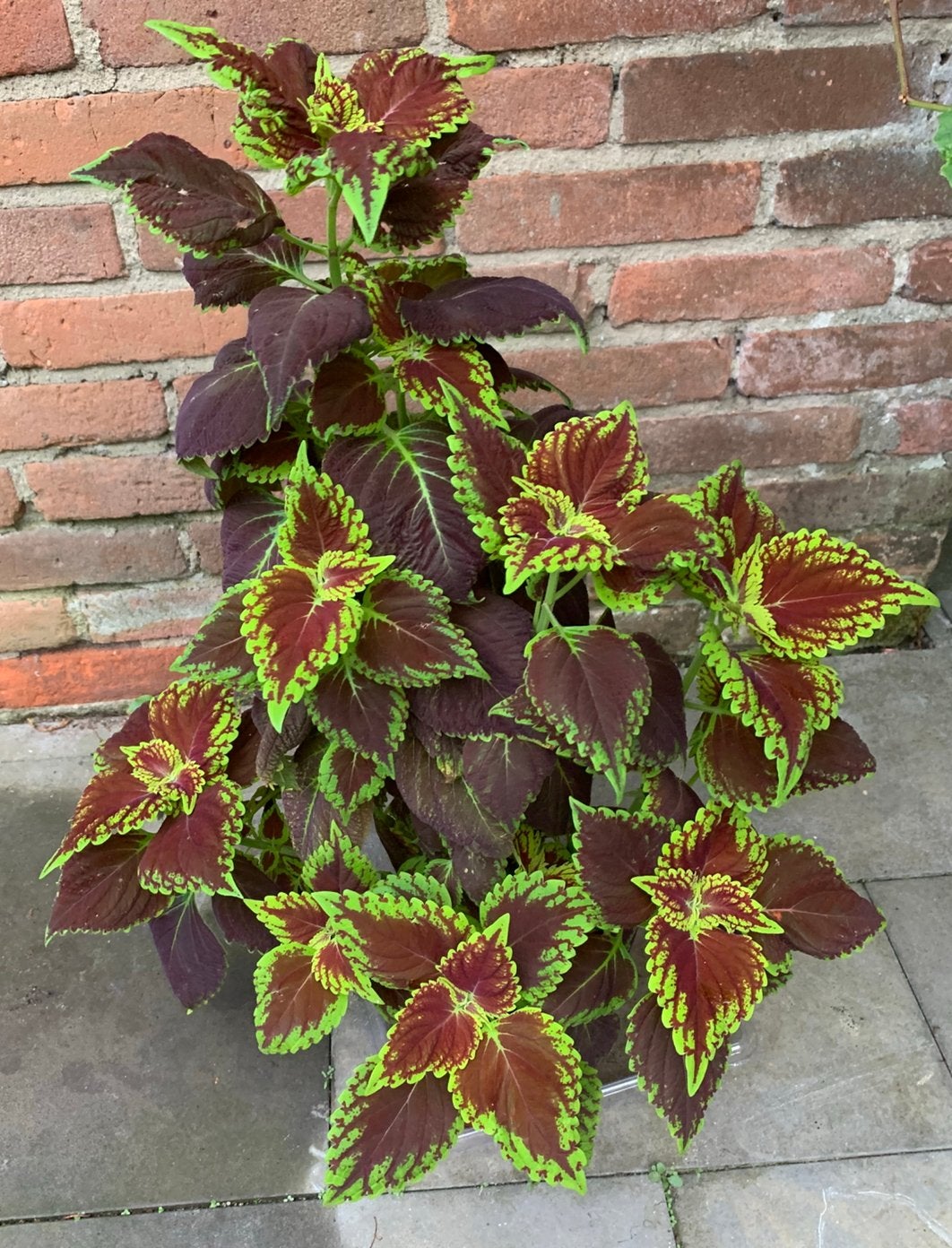 Coleus plant, Huis en Inrichting, Kamerplanten, Ophalen of Verzenden