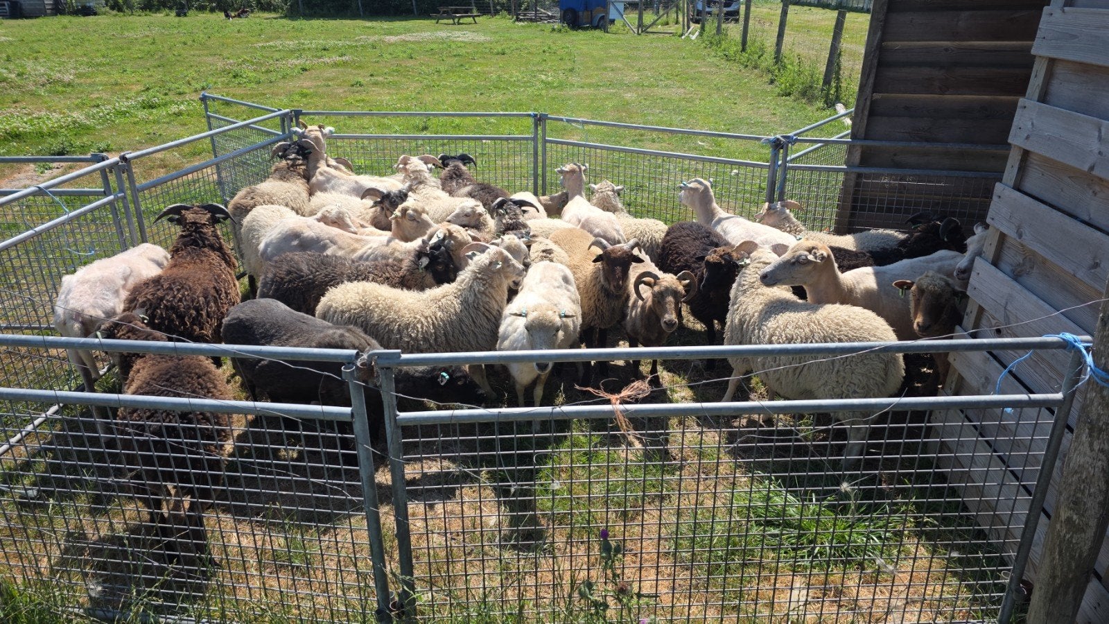 Skudde rammen en ooien te koop, Dieren en Toebehoren, Schapen, Geiten en Varkens, Meerdere dieren, Schaap