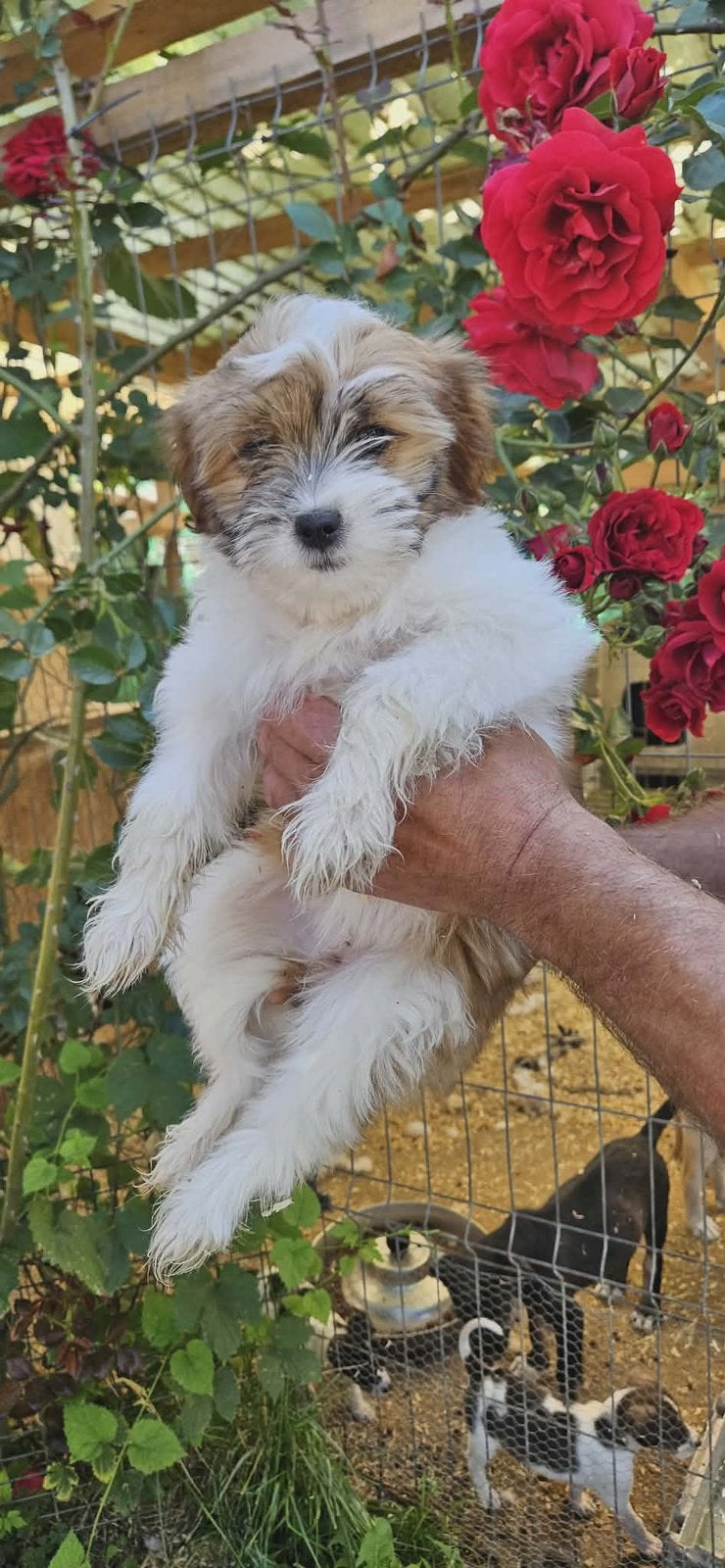 Klein medium boomer mix pup teefje 4 maanden, Particulier, 15 weken tot 1 jaar, Buitenland, Teef