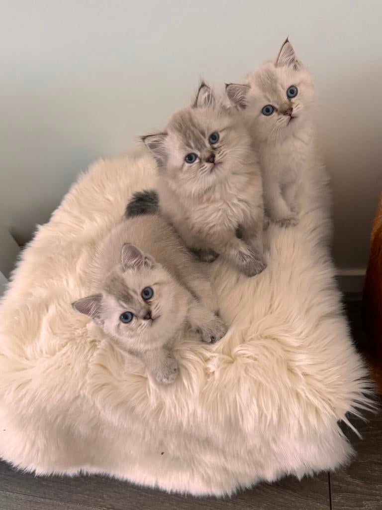 Mooie lieve kittens bkh/blh, Meerdere dieren, Ontwormd, 0 tot 2 jaar