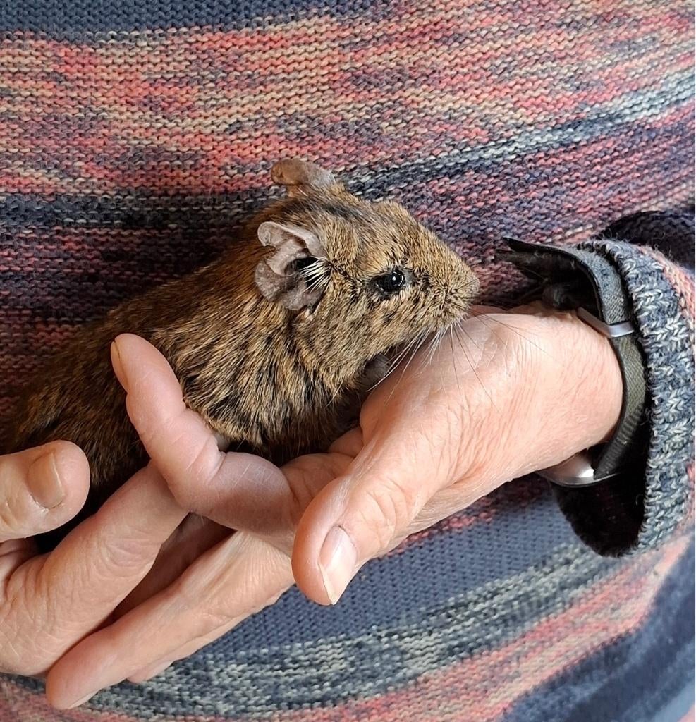 Mannetjes Degoe zoekt nieuw huisje (wildkleur), Dieren en Toebehoren, Knaagdieren, Februari, Mannelijk, Overige typen, Tam