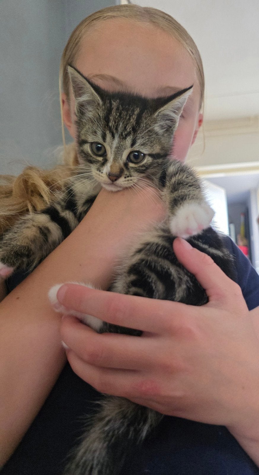 Prachtige kittens,een nestje van 5.Nog 2 beschikbaar.