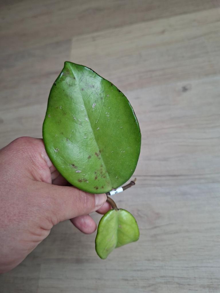 Hoya carnosa stardust stek, Huis en Inrichting, Ophalen of Verzenden, Halfschaduw, Minder dan 100 cm
