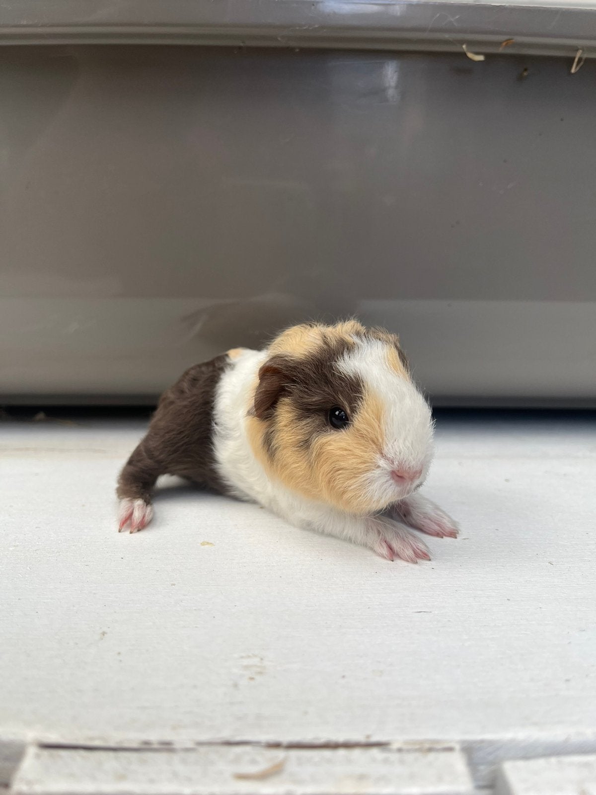 Ch teddy cavia beertje, Cavia, Juni, Mannelijk, Tam