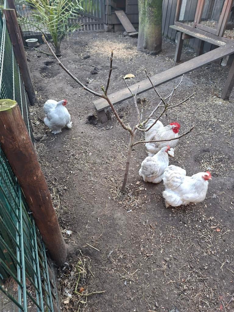 Broedeieren cochin kriel, Dieren en Toebehoren, Geslacht onbekend, Kip