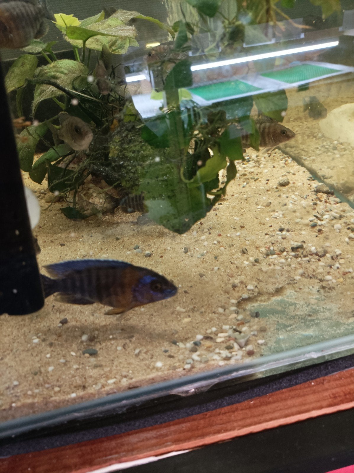 Te koop jonge Malawi cichliden red flush vanaf €5, Dieren en Toebehoren, Vis, Zoetwatervis, Schoolvis