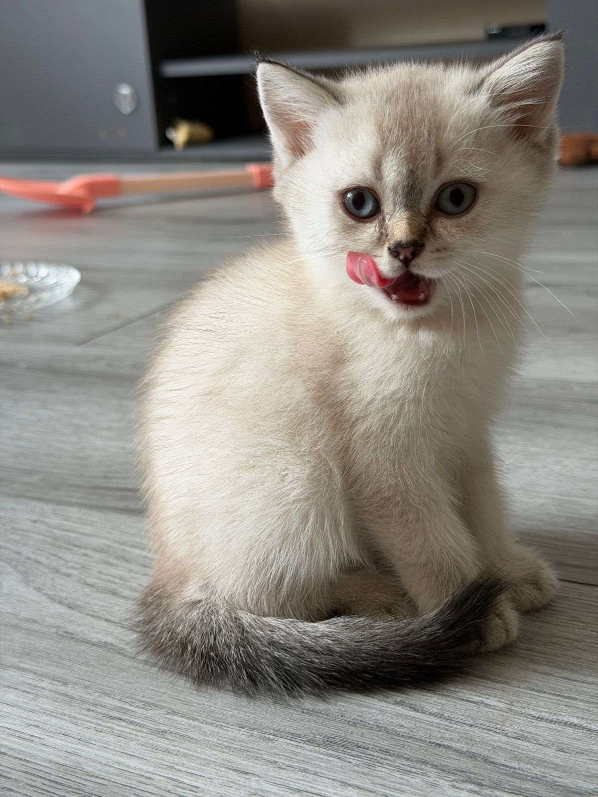 LAATSTE britse korthaar silver shaded raszuiver, Dieren en Toebehoren, Katten en Kittens | Raskatten | Korthaar, Meerdere dieren