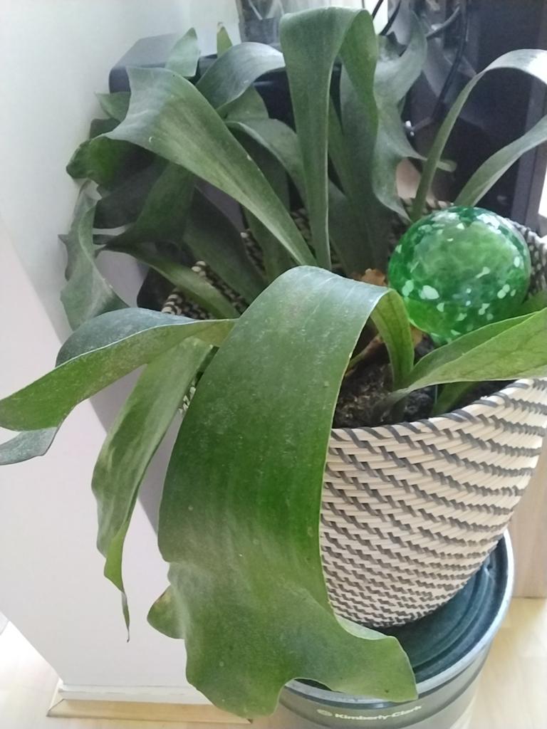 Plant Hertshoorn varen  30.00, Ophalen of Verzenden