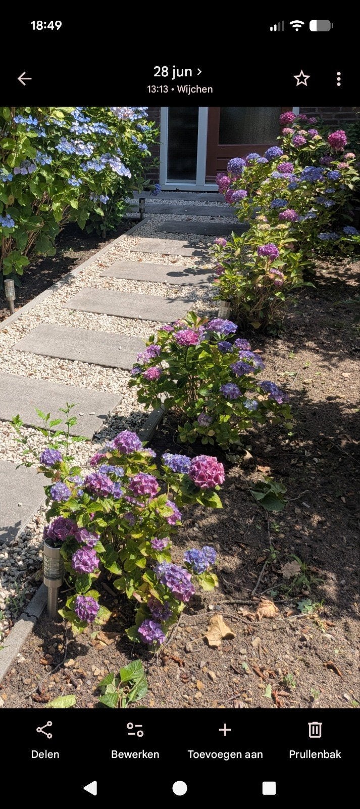 Hortensia's (Hydrangea) - Diverse kleuren, Vaste plant, Halfschaduw, Zomer, Ophalen