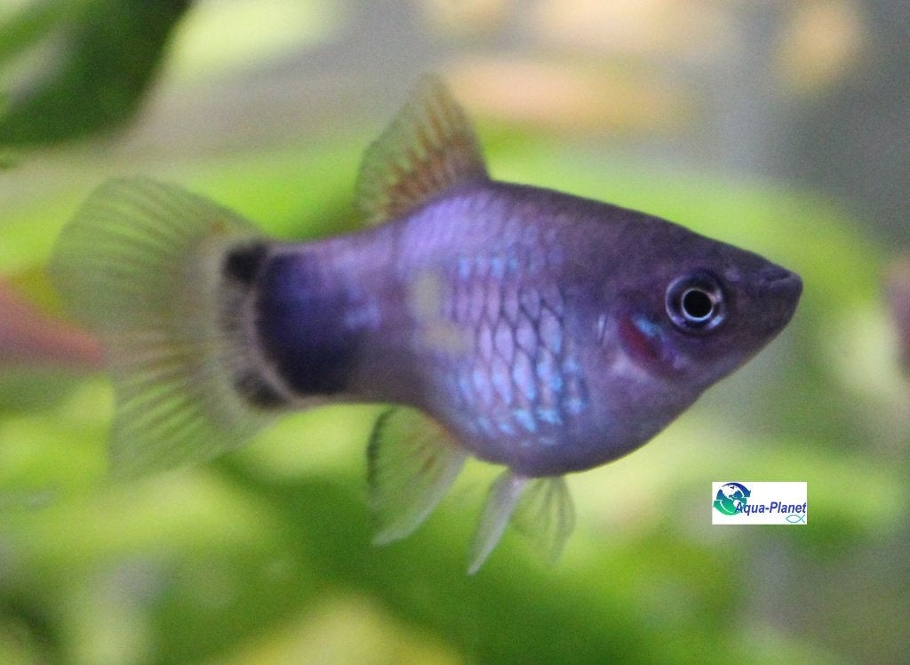 Platy "Mix", Vis, Zoetwatervis