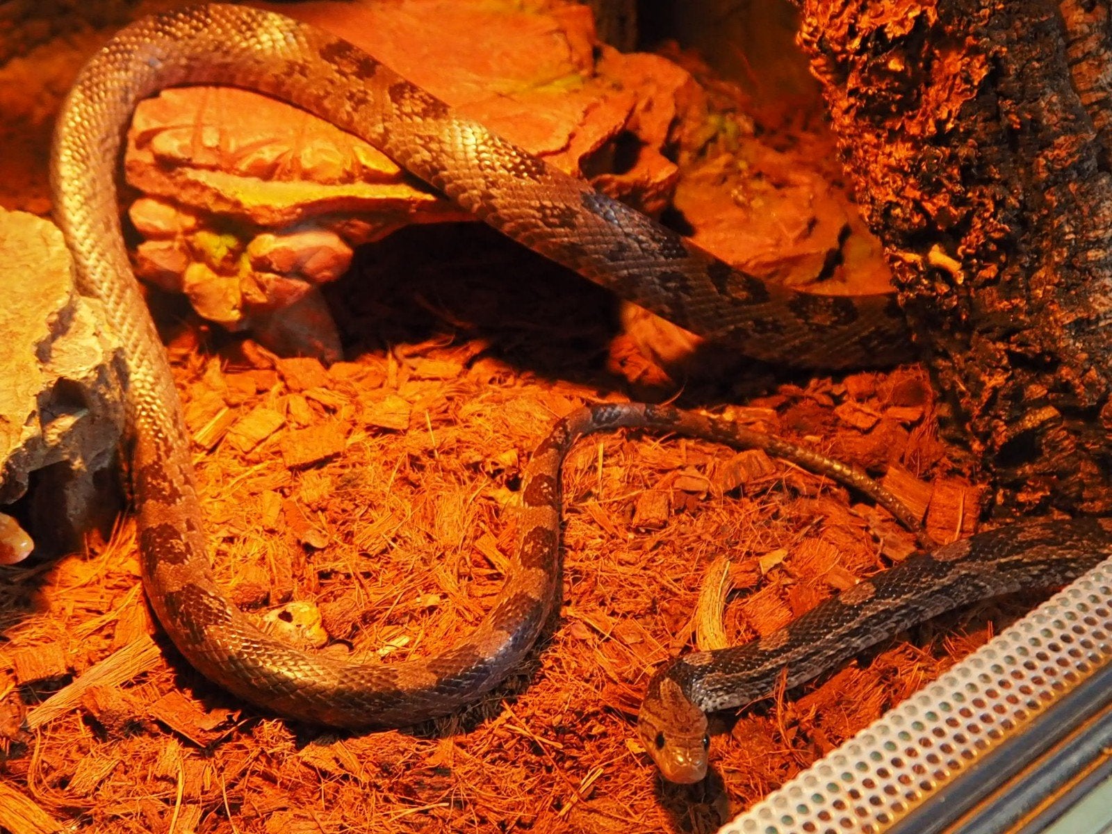 0.1 Pantherophis Guttatus Charcoal PB Corn Snake photo 2