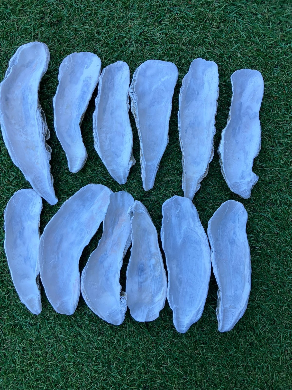 12 XL grote witte oesterschelpen 15-20 cm, Ophalen of Verzenden, Zo goed als nieuw