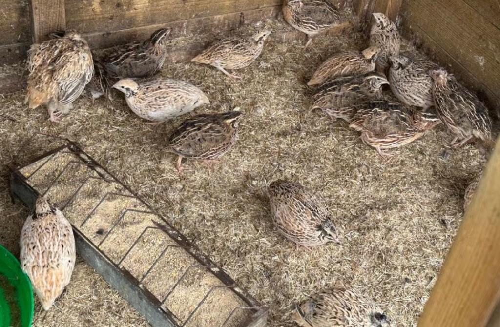 Japanse kwartels : hennen en hanen, Dieren en Toebehoren, Pluimvee, Meerdere dieren, Overige soorten
