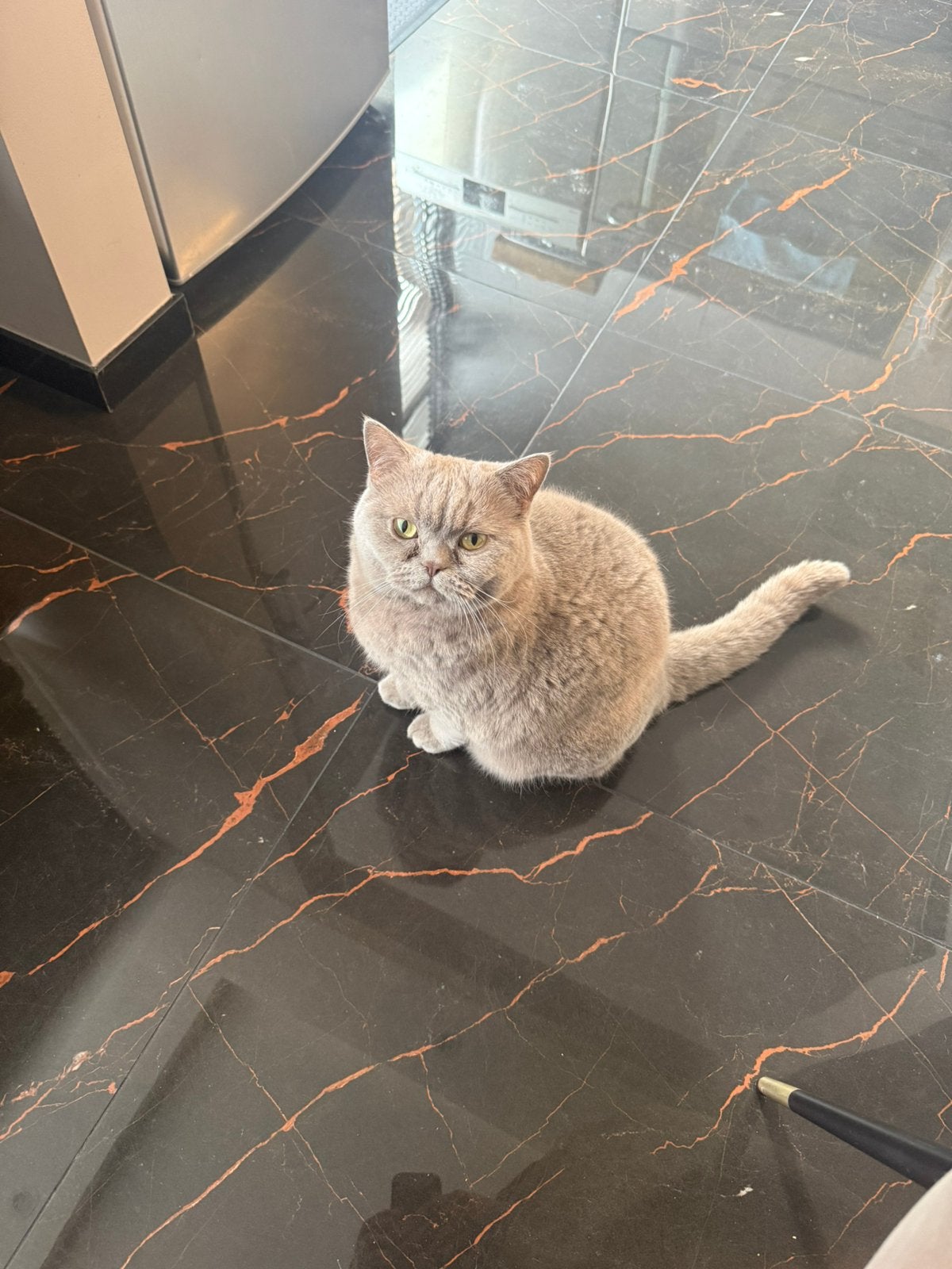 Britse Korthaar Lily, Poes, Gechipt, 3 tot 5 jaar