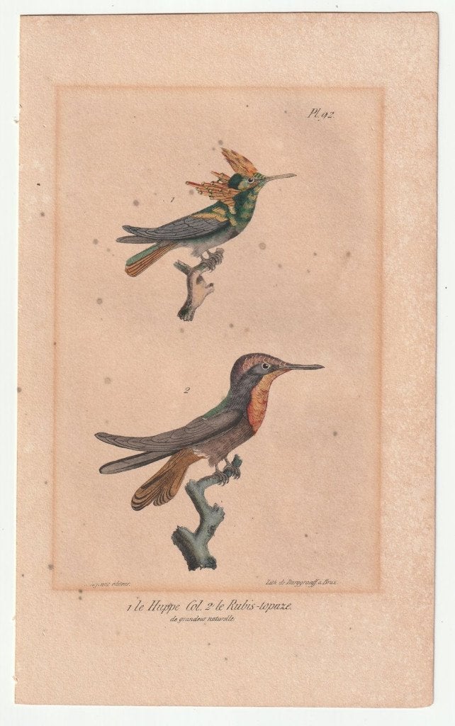 Ingekleurde litho kolibri Burggraaff met mooie goudaccenten, Natuur, Gebruikt, Ophalen of Verzenden, Voor 1940