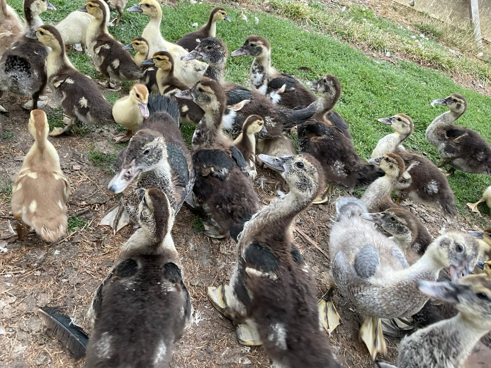 Eenden, muskus wenden kaapse eenden vanaf 2.50 euro, Meerdere dieren, Eend