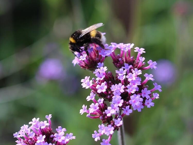 Gevraagd: Gratis planten of stekjes in Zutphen, Tuin en Terras, Planten | Tuinplanten, Overige soorten, Volle zon, Vaste plant