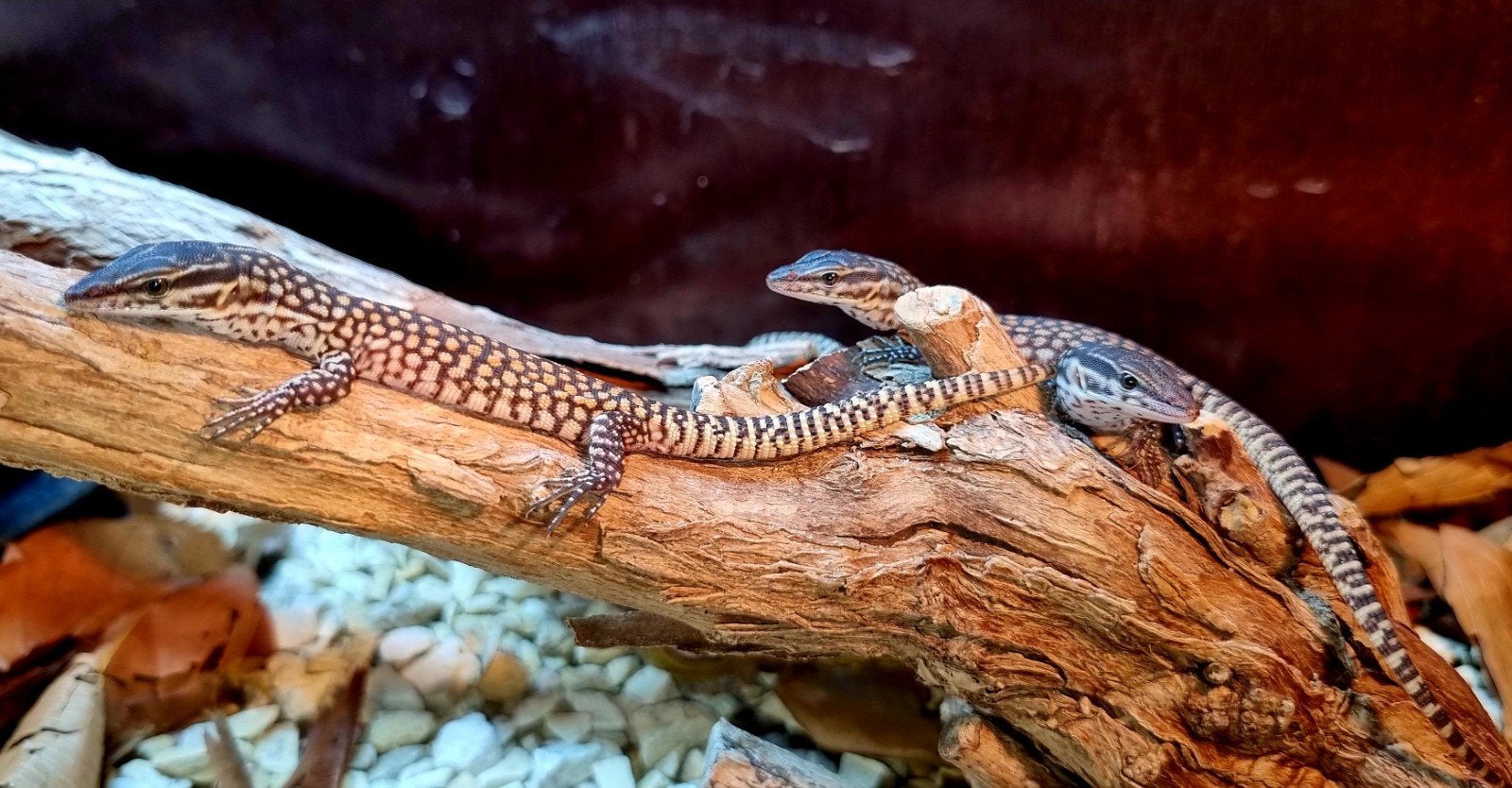 Varanus Acanthurus nk 2026 Monitor Lizard photo 4