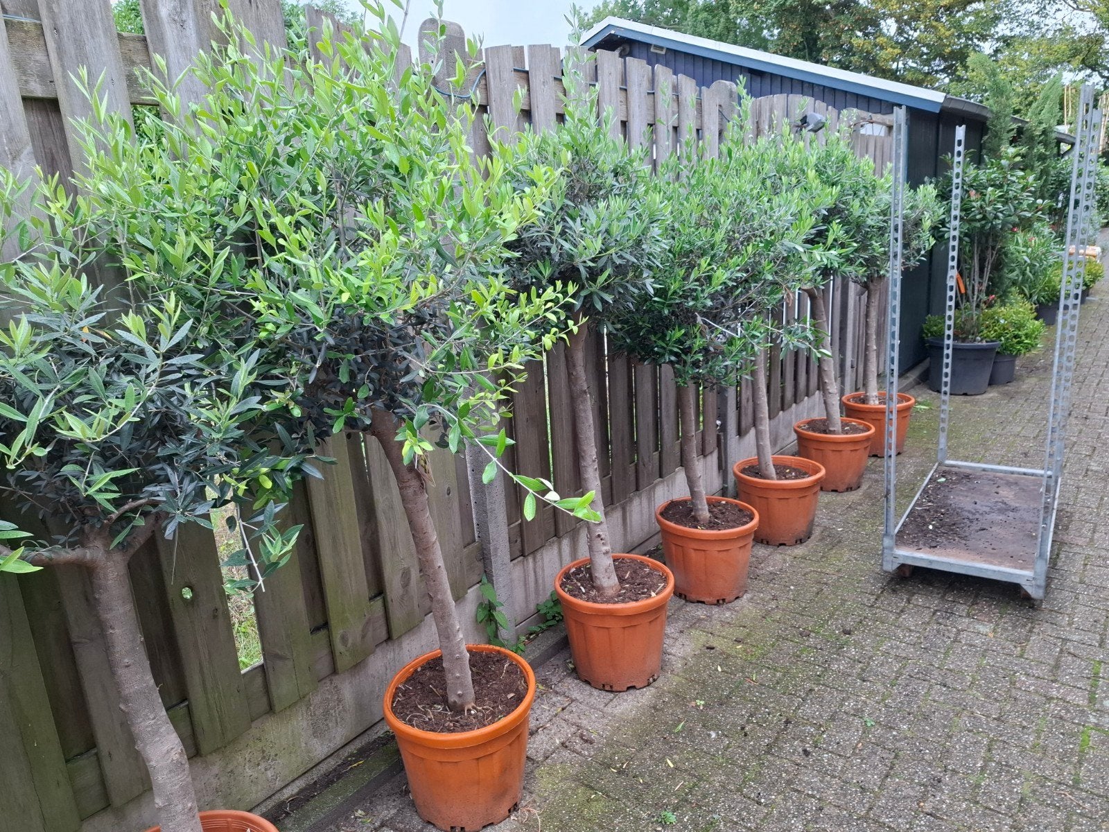mega olijfbomen deal !!, Volle zon, Ophalen of Verzenden, 100 tot 250 cm, Olijfboom