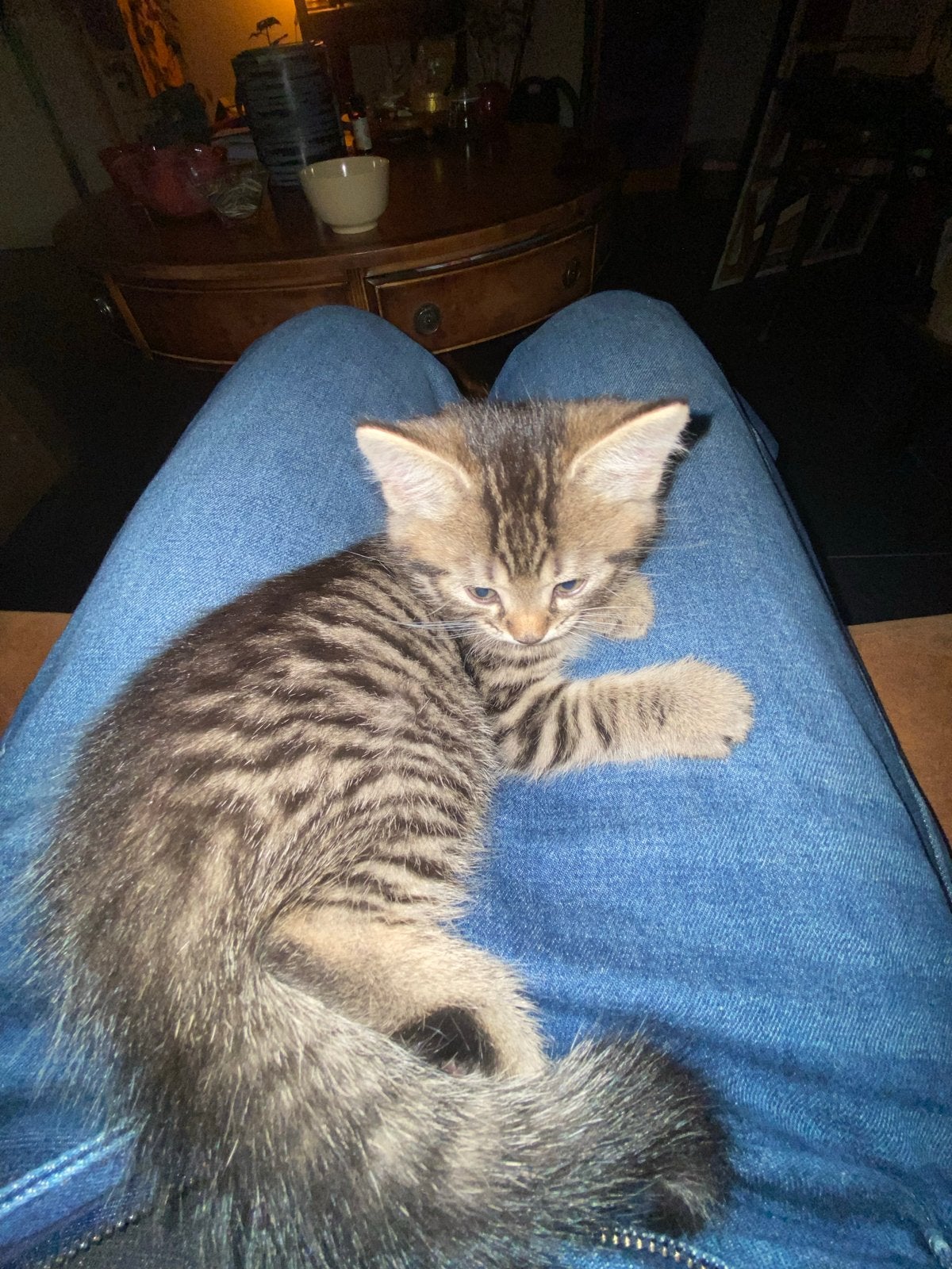 Lieve kater Chito zoekt een gouden mandje, Dieren en Toebehoren, Katten en Kittens | Overige Katten, Kater