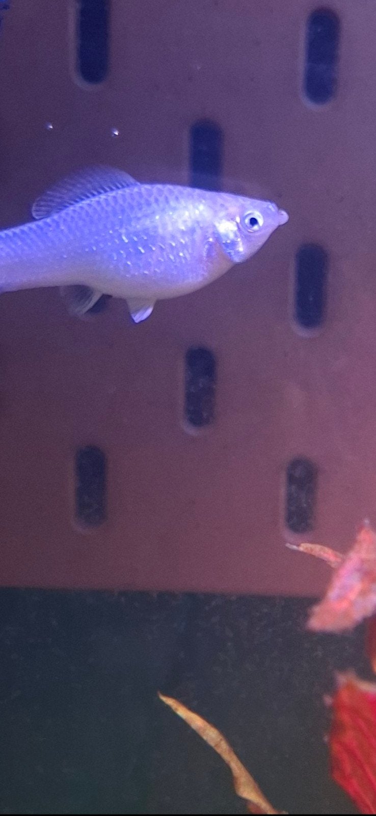 Silver Molly vis [GRATIS], Dieren en Toebehoren, Vissen | Aquariumvissen, Vis