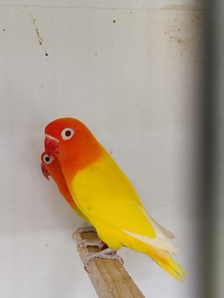 Koppel fischeries, Dieren en Toebehoren, Meerdere dieren, Dwergpapegaai of Agapornis, Geringd