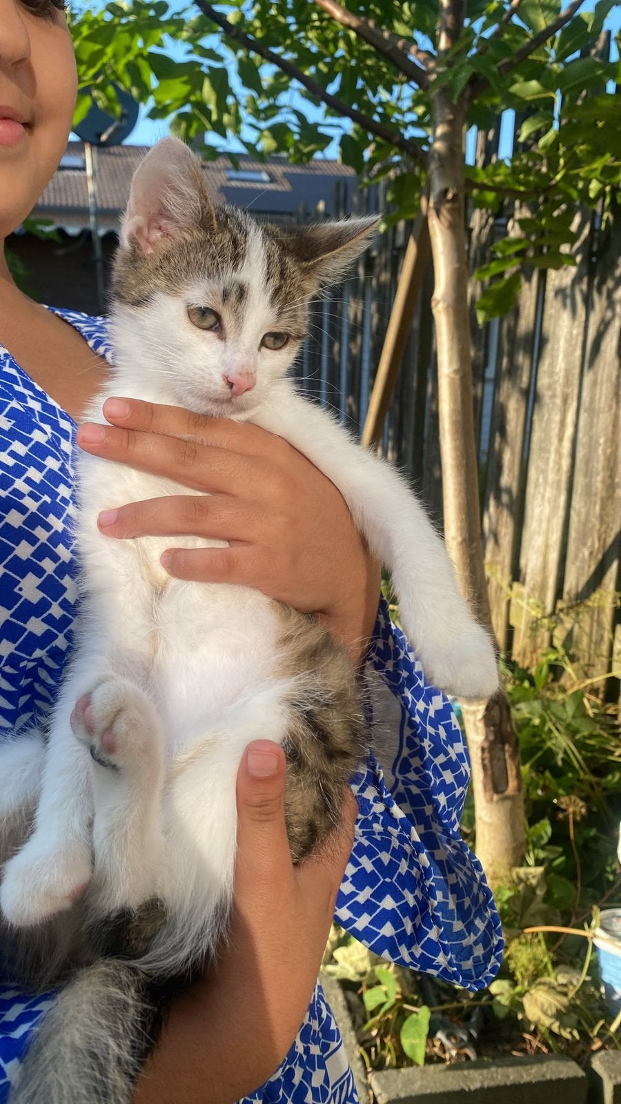 kittens 12 weken oud, klaar voor een nieuw huisje!, Meerdere dieren
