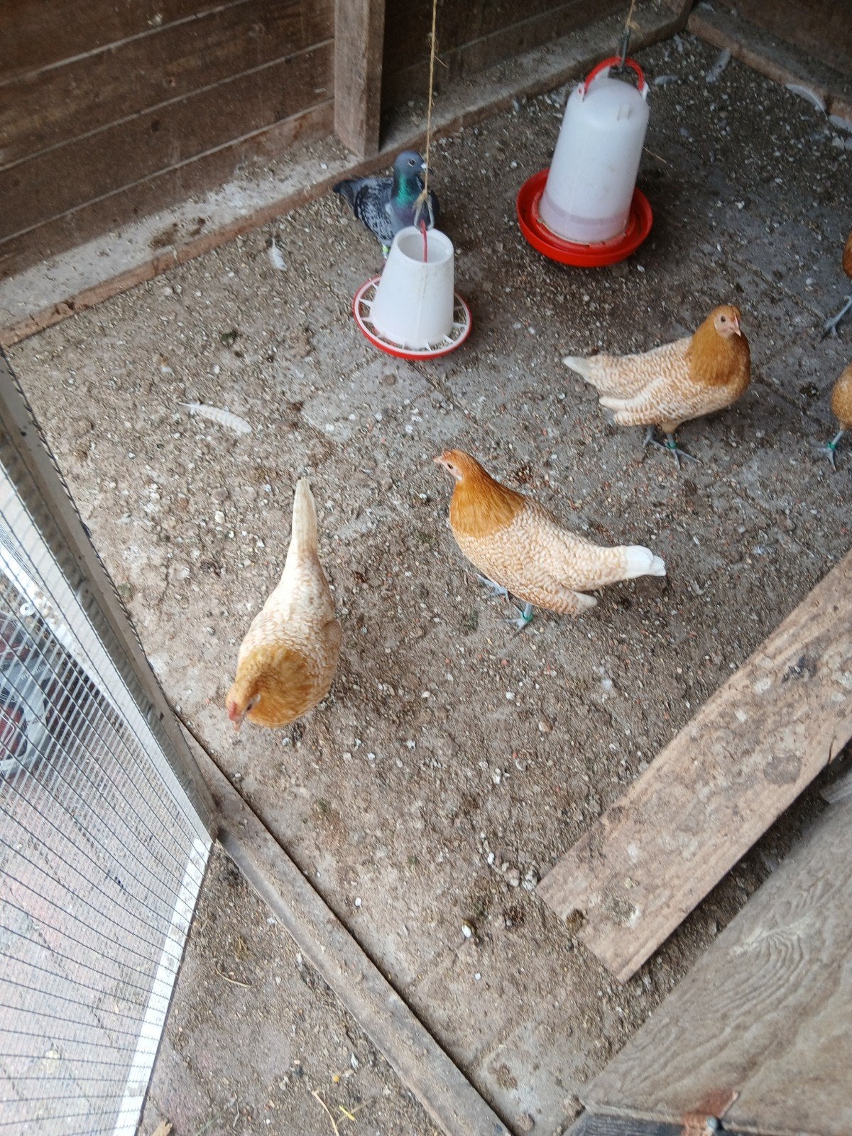 Fryske kriel, Dieren en Toebehoren