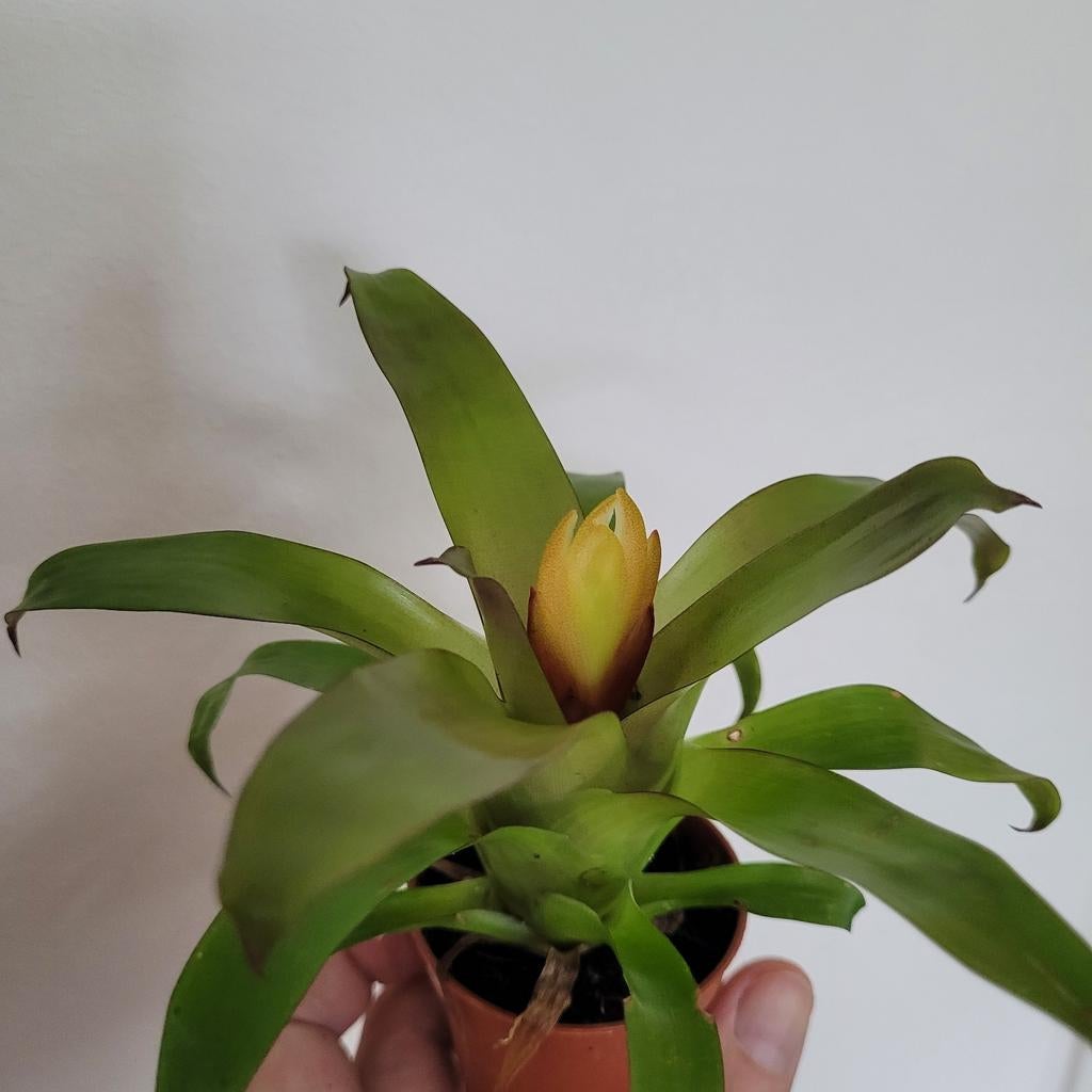 Div mini bromelia's in knop, Huis en Inrichting, Kamerplanten, Ophalen of Verzenden, Halfschaduw, Minder dan 100 cm