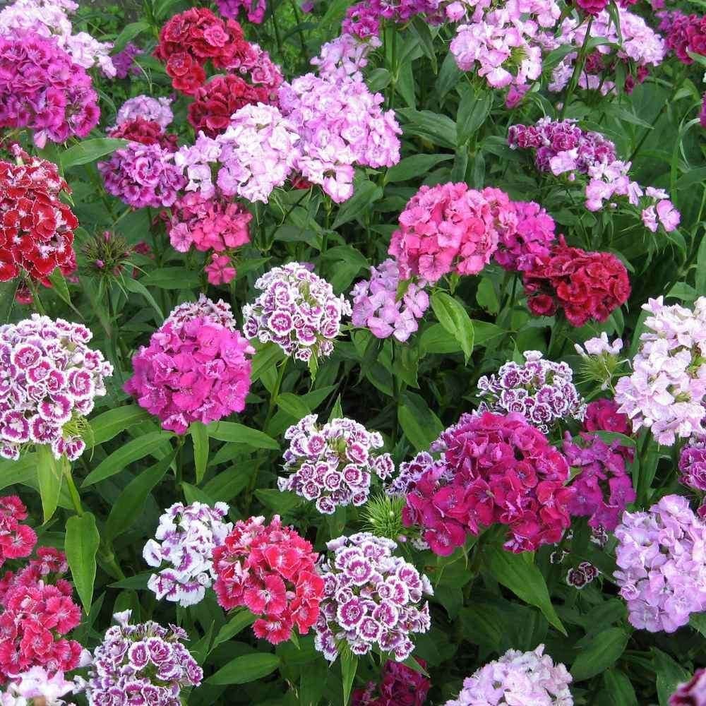 Duizendschoon (Dianthus barbatus) - Mixkleuren, Ophalen of Verzenden, Gehele jaar, Volle zon, Zaad