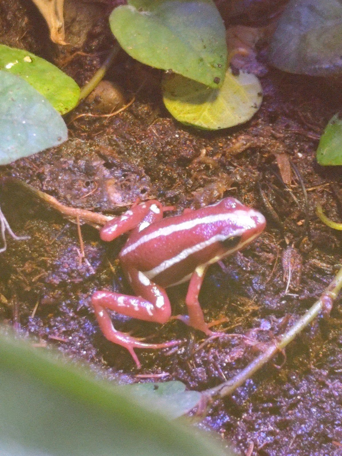tricolor kikkers  Epipedobates tricolor Frog - unknown for sale from Stevens