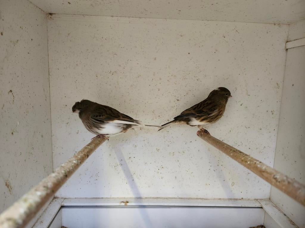 Koppel glosters, Dieren en Toebehoren, Vogels | Kanaries, Meerdere dieren